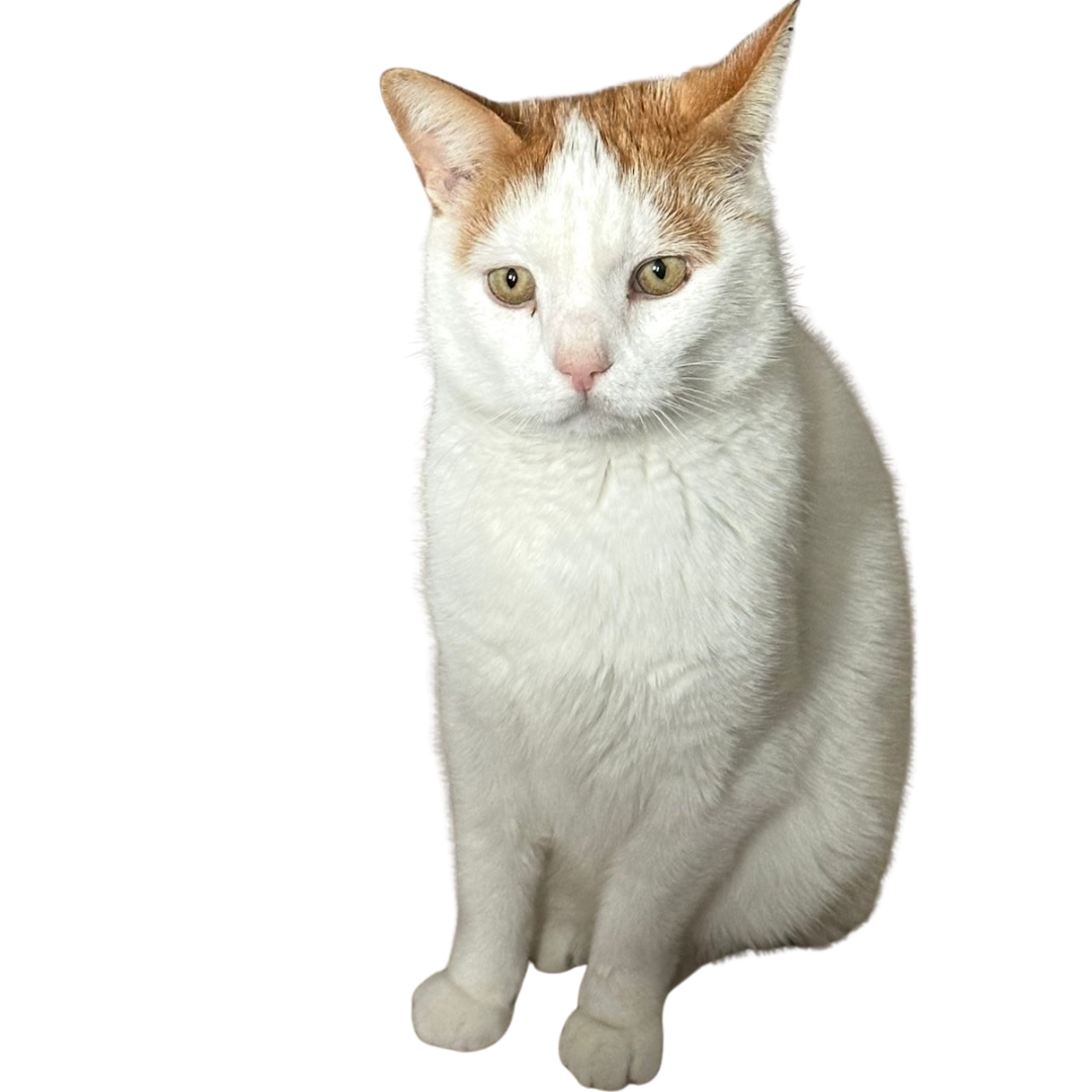 dylan the cat